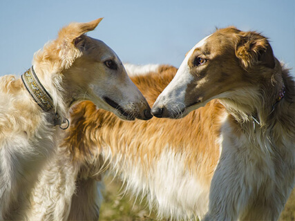 Царская охота с борзыми, фото 5.